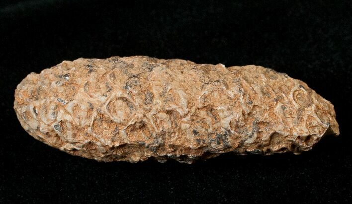 Agatized Fossil Pine (Seed) Cone From Morocco #17467